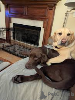 Foto №1. labrador retriever - zum Verkauf in der Stadt Amsterdam | Frei | Ankündigung № 162425