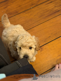 Foto №2 zu Ankündigung № 163954 zu verkaufen border collie - einkaufen USA quotient 	ankündigung