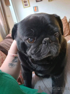 Foto №2 zu Ankündigung № 138767 zu verkaufen mops - einkaufen Australien quotient 	ankündigung