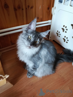Foto №2 zu Ankündigung № 140006 zu verkaufen maine-coon-katze - einkaufen Russische Föderation vom kindergarten