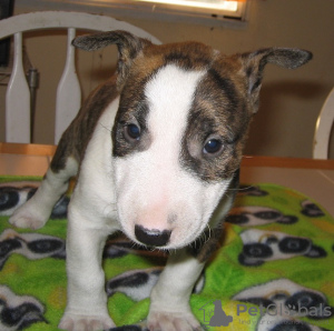 Foto №2 zu Ankündigung № 103494 zu verkaufen bullterrier - einkaufen Deutschland 