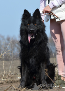 Foto №3. Deutscher Schäferhund Welpe, schwarzer langhaariger Junge, Weltmeister Nachkomme. Ukraine