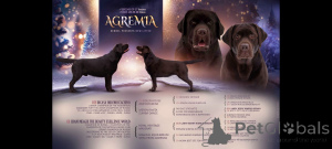 Foto №3. Welpen Labrador-Retriever Mädchen der Schokoladenfarbe. Russische Föderation