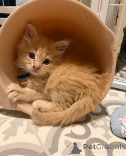 Foto №3. Maine-Coon-Kätzchen. Deutschland