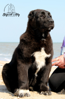 Foto №3. Zwinger FCI / KSU BASEZ ALLU. Ukraine