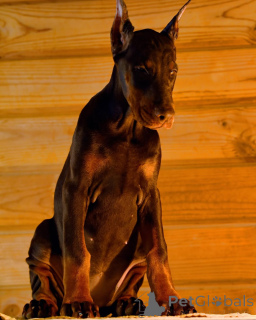 Foto №3. 100% reinrassige Dobermann Welpen. Deutschland