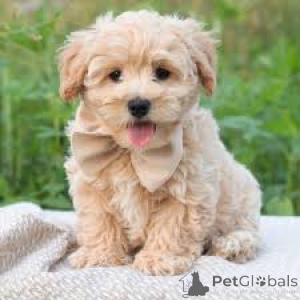 Foto №3. Maltipoo-Puppy's te koop. Belgien