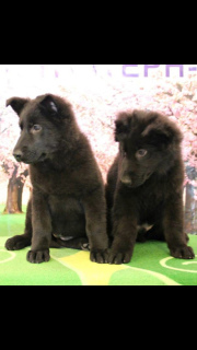 Foto №2 zu Ankündigung № 2001 zu verkaufen deutscher schäferhund - einkaufen Russische Föderation vom kindergarten, züchter