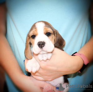 Zusätzliche Fotos: Schöne Beagle-Welpen gesucht