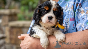 Foto №1. cavalier king charles spaniel - zum Verkauf in der Stadt Belgrad | verhandelt | Ankündigung № 176477