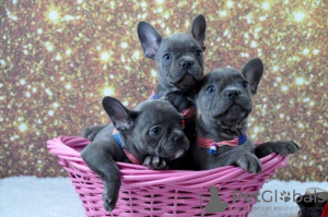 Foto №3. French Bulldogs Puppies for adoption. Deutschland