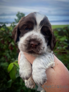 Foto №1. english cocker spaniel - zum Verkauf in der Stadt Avançon | verhandelt | Ankündigung № 159140