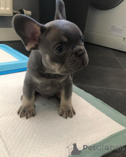 Foto №1.  - zum Verkauf in der Stadt Florenz | Frei | Ankündigung № 163573