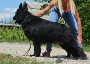 Zusätzliche Fotos: Deutscher Schäferhund Welpe, schwarzer langhaariger Junge, Weltmeister Nachkomme