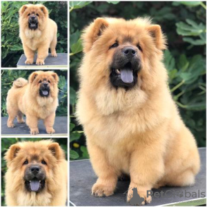 Foto №3. Chow Chow, wunderbare Welpen. Serbien