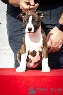 Zusätzliche Fotos: Amerikanische Staffordshire-Terrier-Welpen internationaler Herkunft