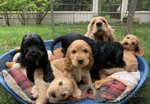 Foto №1. english cocker spaniel - zum Verkauf in der Stadt Warschau | verhandelt | Ankündigung № 163007