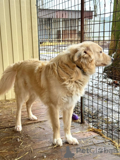 Foto №4. Ich werde verkaufen mischlingshund in der Stadt Woronesch.  - preis - Frei