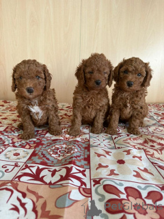 Foto №1. pudel (toy) - zum Verkauf in der Stadt Detmold | 550€ | Ankündigung № 160410