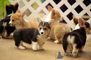 Foto №3. Welsh Corgi Pembroke Welpen.. Dänemark
