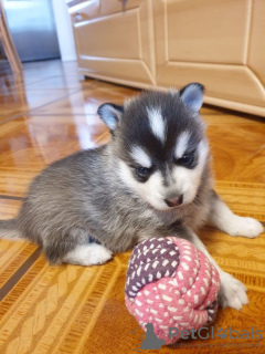 Foto №2 zu Ankündigung № 75802 zu verkaufen alaskan malamute - einkaufen Litauen quotient 	ankündigung, züchter