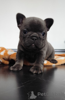 Foto №3. Französische Welpen. Deutschland