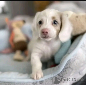 Foto №3. Verfügbare Dackelwelpen zum Verkauf kontaktieren Sie WhatsApp Business. Finnland