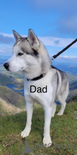 Foto №3. Husky-Welpen. Andorra