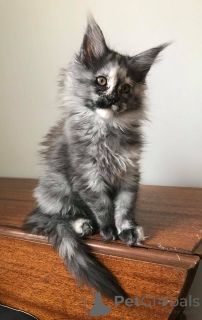 Foto №1. maine-coon-katze - zum Verkauf in der Stadt Гамбург | 900€ | Ankündigung № 137761