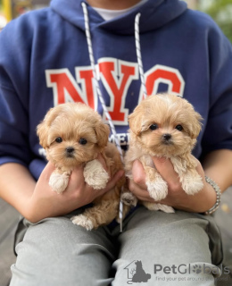 Foto №1. maltipu - zum Verkauf in der Stadt Tampa | 531€ | Ankündigung № 131507