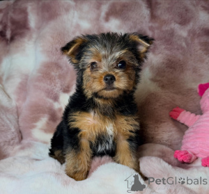 Foto №1. yorkshire terrier - zum Verkauf in der Stadt Bernburg | verhandelt | Ankündigung № 172896