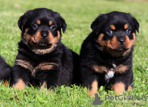 Foto №1. rottweiler - zum Verkauf in der Stadt Vienna | verhandelt | Ankündigung № 124800