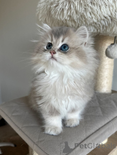 Foto №2 zu Ankündigung № 152480 zu verkaufen britisch kurzhaar - einkaufen Deutschland züchter