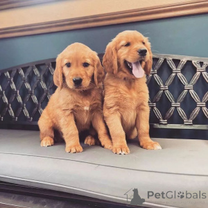 Foto №1. golden retriever - zum Verkauf in der Stadt Cuijk | verhandelt | Ankündigung № 170439