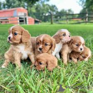 Foto №1. cavalier king charles spaniel - zum Verkauf in der Stadt Paris | 700€ | Ankündigung № 164754