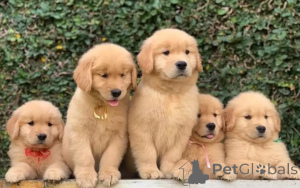 Foto №2 zu Ankündigung № 143526 zu verkaufen golden retriever - einkaufen Deutschland züchter