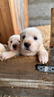 Zusätzliche Fotos: Alabai-Welpen (Zentralasiatischer Schäferhund(