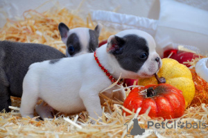 Foto №1. französische bulldogge - zum Verkauf in der Stadt Missouri Valley | Frei | Ankündigung № 39650