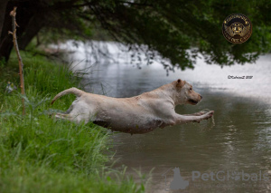 Zusätzliche Fotos: Labrador-Retriever-Welpen
