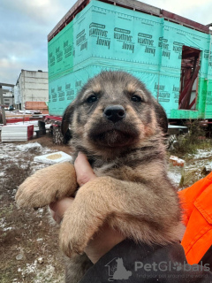 Zusätzliche Fotos: Babywelpen suchen dringend ein Zuhause!