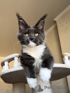 Foto №3. Der starke, neugierige und treue Atlas trägt die Liebe auf seinen mächtigen. Luxemburg