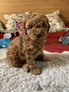 Foto №2 zu Ankündigung № 166806 zu verkaufen mischlingshund - einkaufen Deutschland aus dem tierheim, züchter