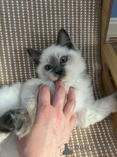 Foto №2 zu Ankündigung № 161380 zu verkaufen ragdoll-katze - einkaufen USA quotient 	ankündigung