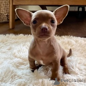 Foto №1. chihuahua - zum Verkauf in der Stadt Berlin | 650€ | Ankündigung № 172241