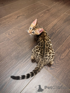 Foto №1. bengal katzenrasse - zum Verkauf in der Stadt Zürich | verhandelt | Ankündigung № 171199