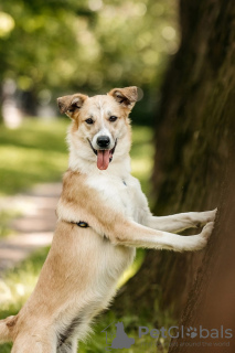 Zusätzliche Fotos: Die Welpen Yuchi und Miyuki suchen einen Menschen!