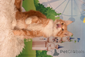 Foto №4. Ich werde verkaufen maine-coon-katze in der Stadt Haifa. vom kindergarten - preis - 1594€