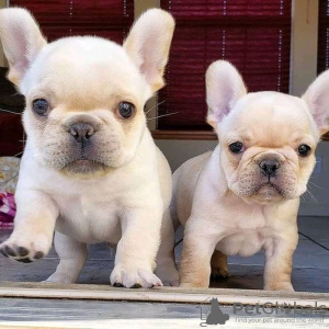 Zusätzliche Fotos: Süße französische Bulldogge Welpen