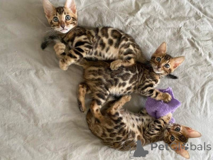 Foto №1. bengal katzenrasse - zum Verkauf in der Stadt Aarbergen | 450€ | Ankündigung № 169479