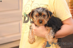 Foto №3. Entzückende Miniatur-Yorkshire-Terrier -. Deutschland